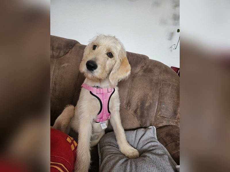 Labradoodle F1
