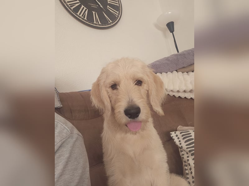 Labradoodle F1