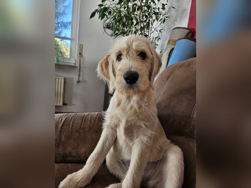 Labradoodle F1