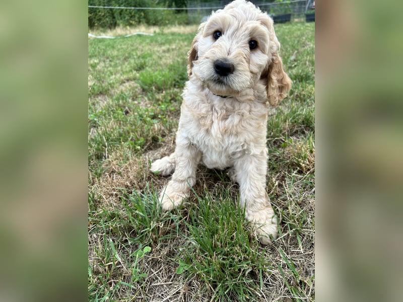 schöne Labradoodle F1B Hündin sucht ihre Familie
