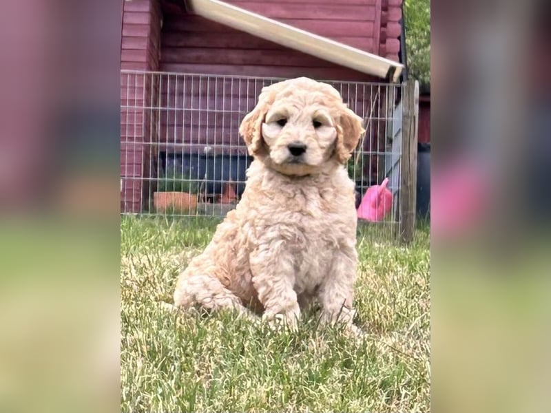 schöne Labradoodle F1B Hündin sucht ihre Familie