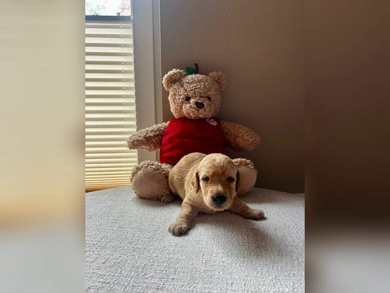 Zauberhafte Labradoodle F1b Welpen - suchen ihr Für-immer-Zuhause!