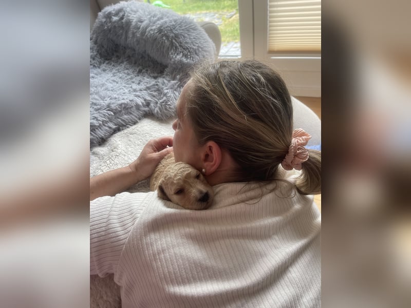 Zauberhafte Labradoodle F1b Welpen - suchen ihr Für-immer-Zuhause!