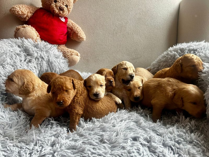 Zauberhafte Labradoodle F1b Welpen - suchen ihr Für-immer-Zuhause!