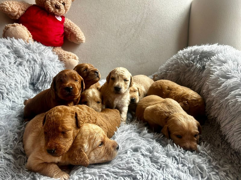 Zauberhafte Labradoodle F1b Welpen - suchen ihr Für-immer-Zuhause!