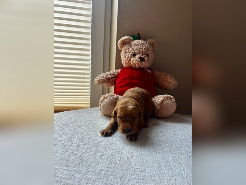 Zauberhafte Labradoodle F1b Welpen - suchen ihr Für-immer-Zuhause!