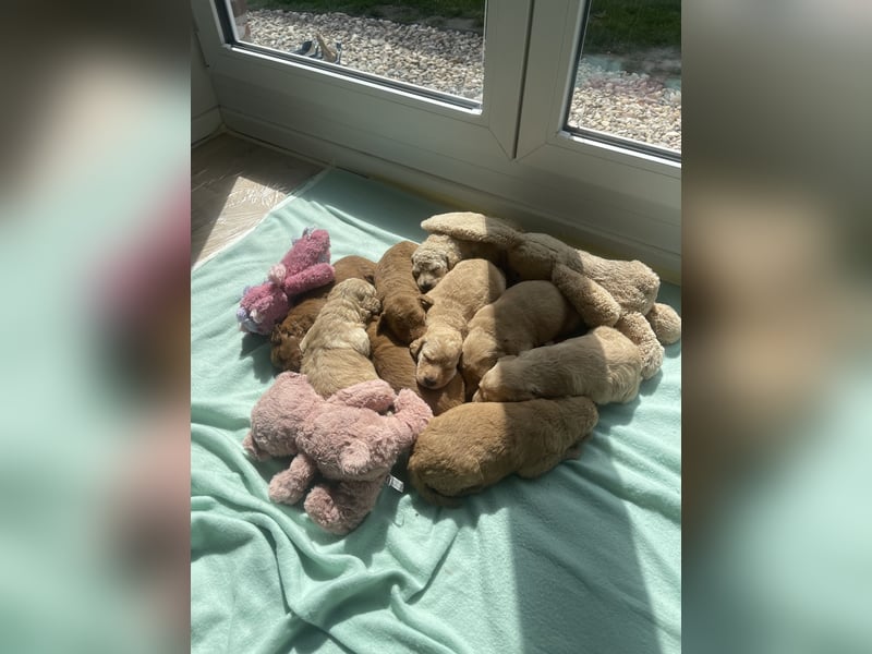Zauberhafte Medium Labradoodle F1b Welpen