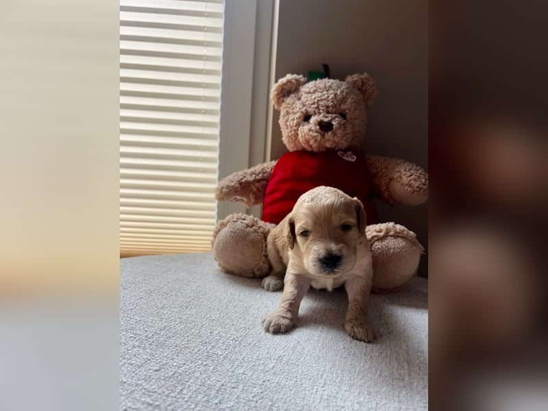 Zauberhafte Labradoodle F1b Welpen - suchen ihr Für-immer-Zuhause!