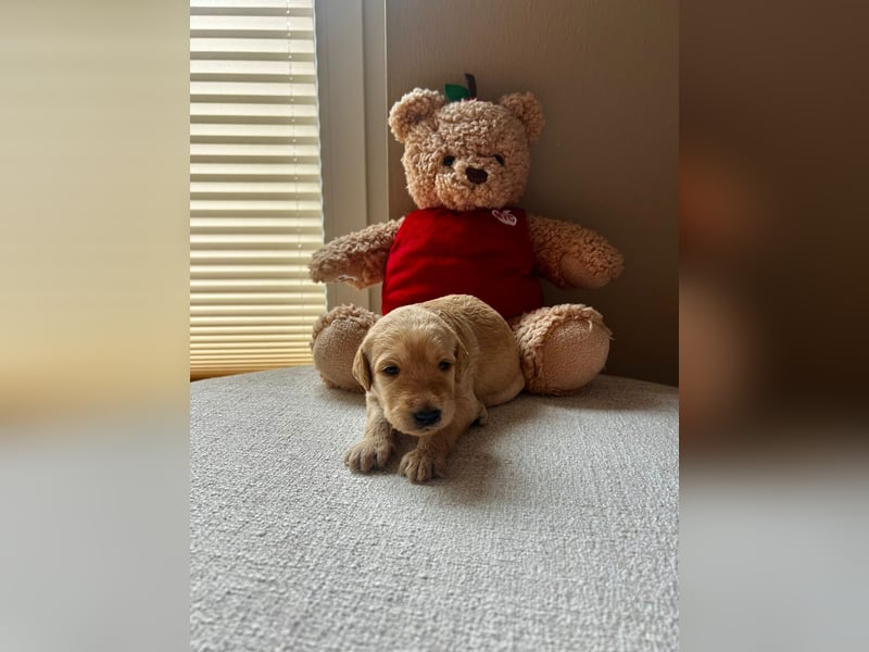 Zauberhafte Labradoodle F1b Welpen - suchen ihr Für-immer-Zuhause!