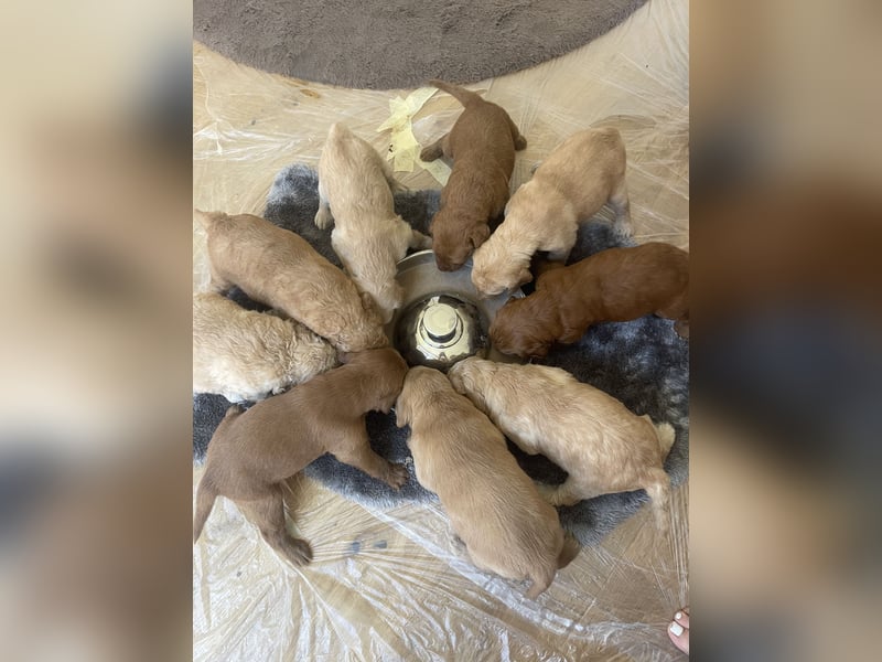 Zauberhafte Medium Labradoodle F1b Welpen