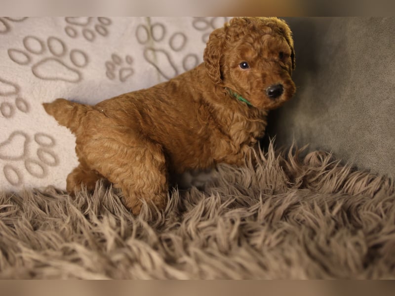 Labradoodle F1 apricot