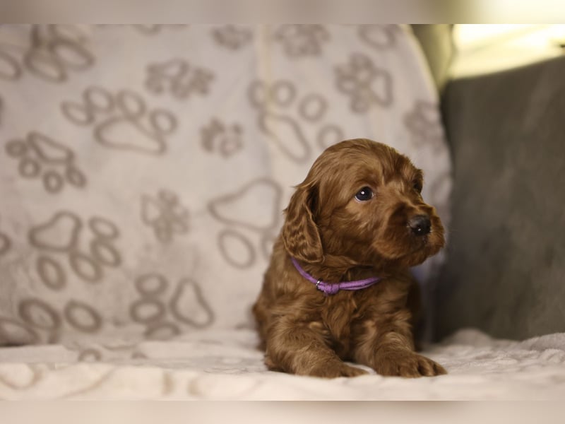Labradoodle F1 apricot