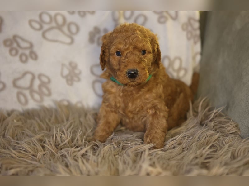 Labradoodle F1 apricot