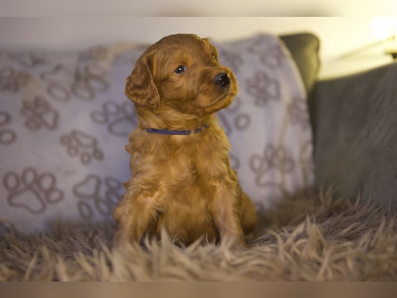 Labradoodle F1 apricot