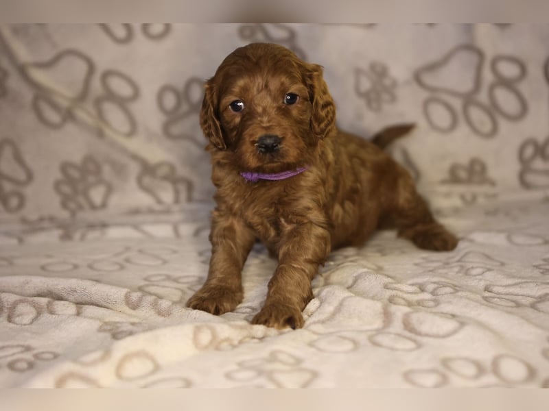 Labradoodle F1 apricot