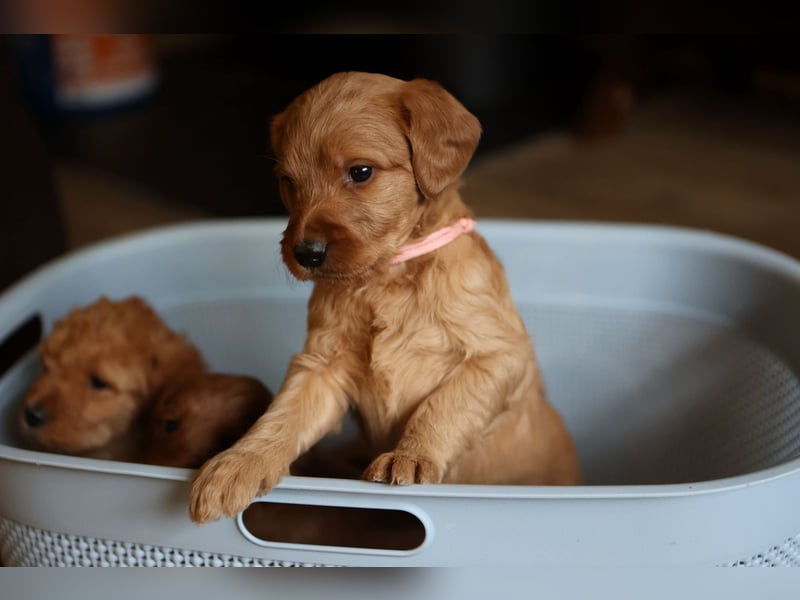 Labradoodle F1 apricot