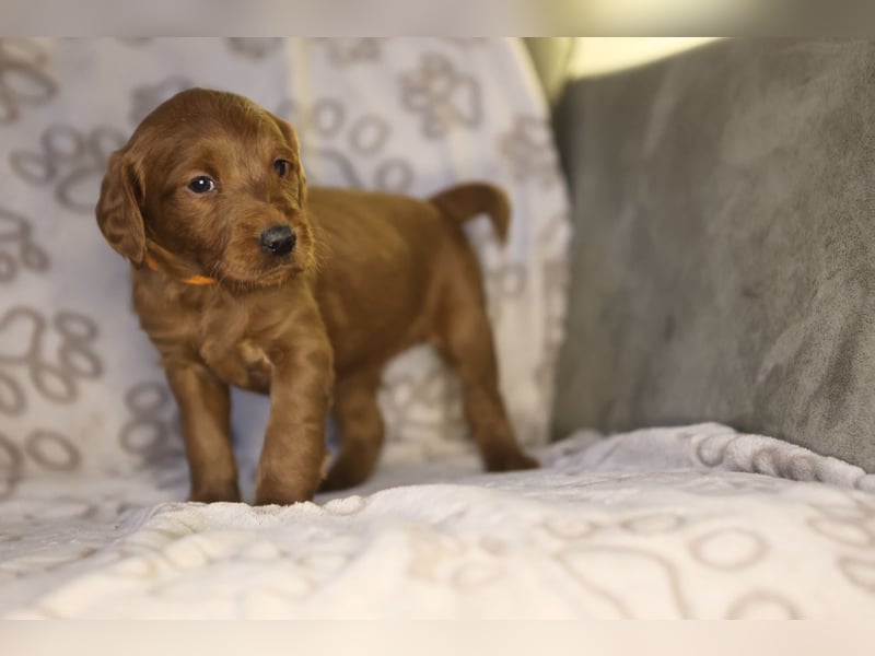 Labradoodle F1 apricot