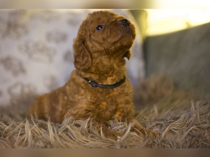 Labradoodle F1 apricot