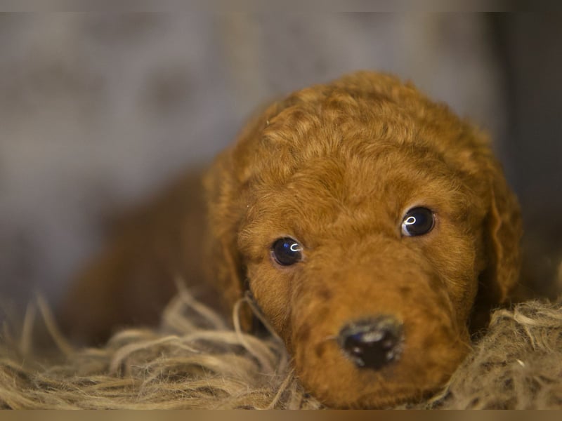 Labradoodle F1 apricot
