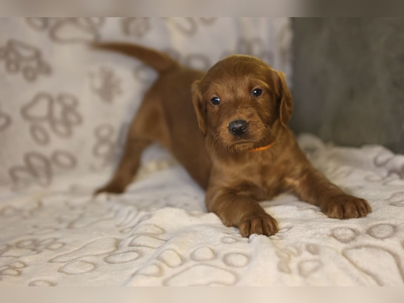 Labradoodle F1 apricot