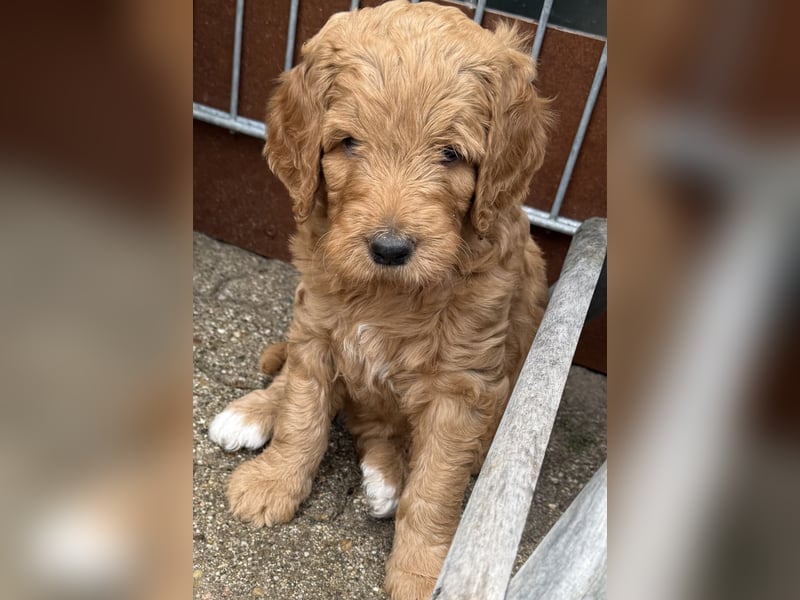 Labradoodl F1bb