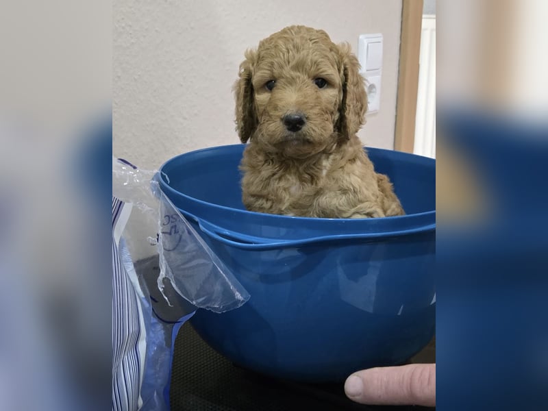 Labradoodl F1bb