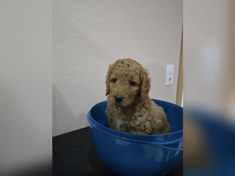 Labradoodl F1bb