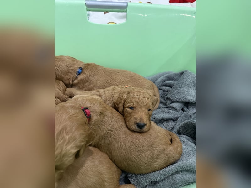 Labradoodl F1bb