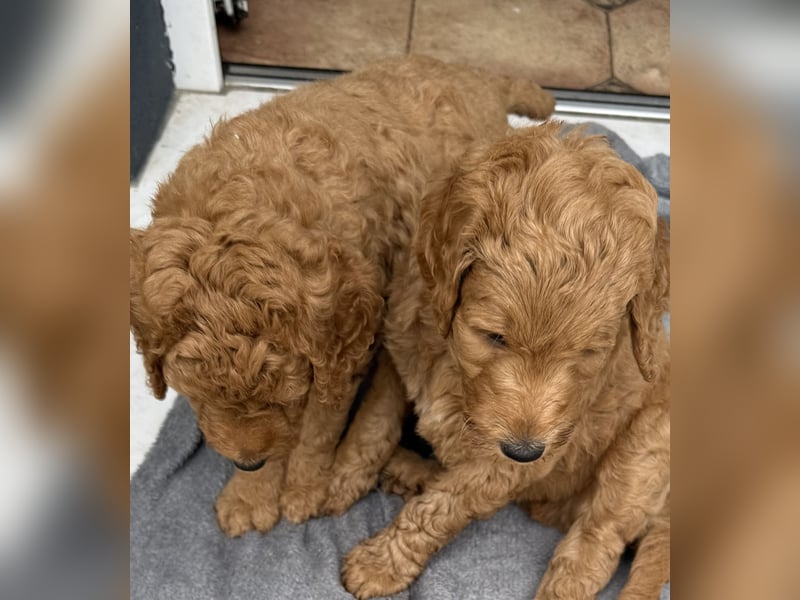 Labradoodl F1bb