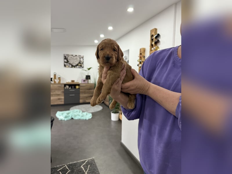 Labradoodl F1bb