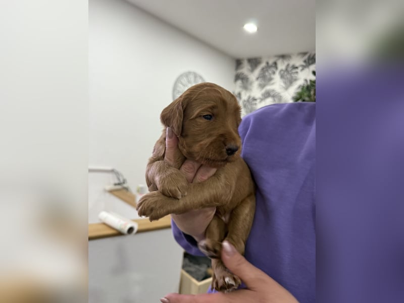 Labradoodl F1bb