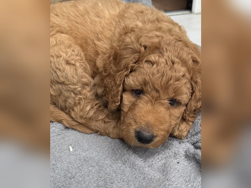 Labradoodl F1bb
