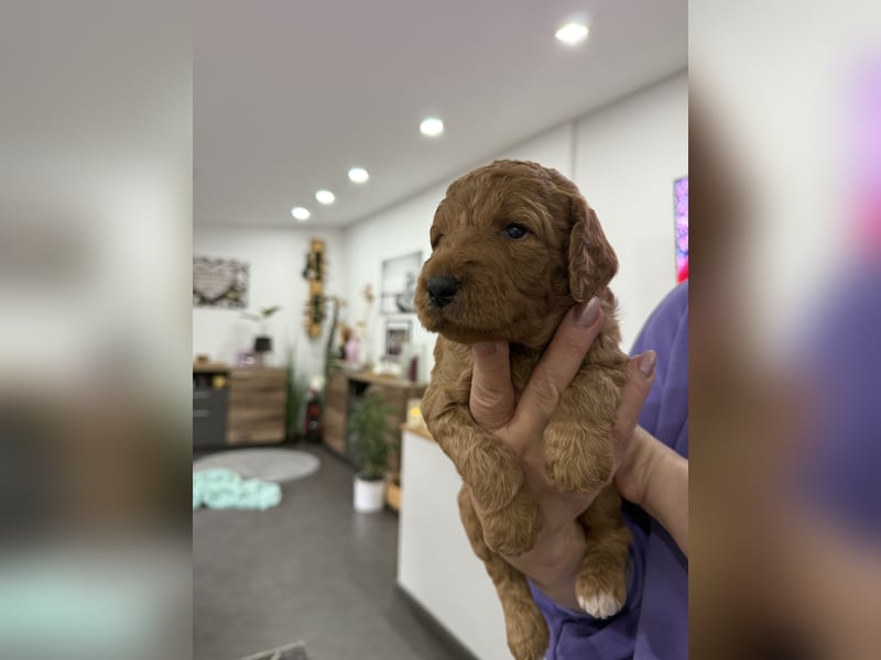 Labradoodl F1bb