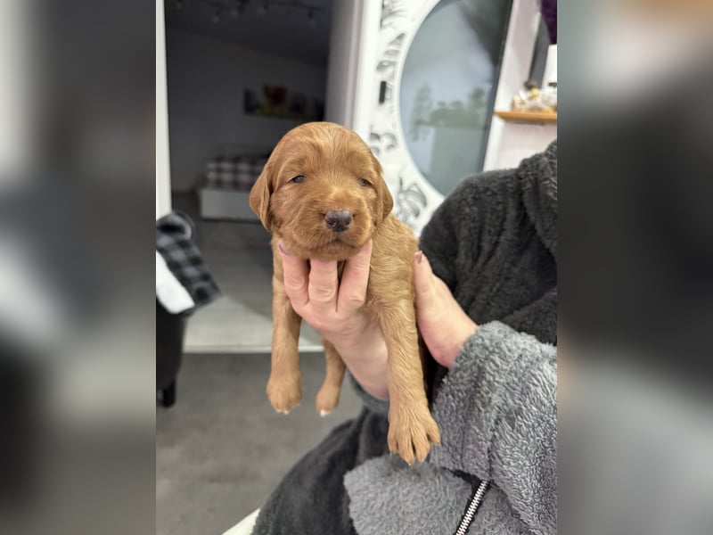 Labradoodl F1bb