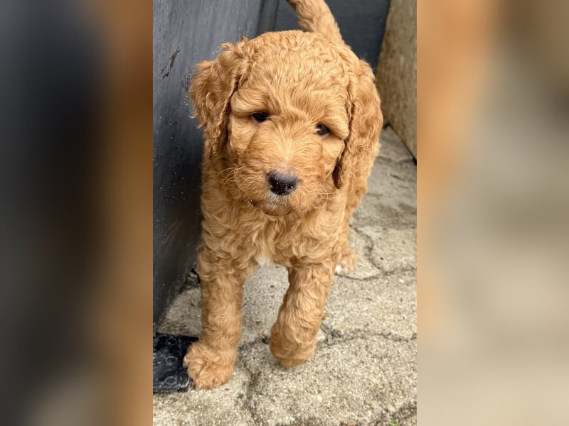 Labradoodl F1bb