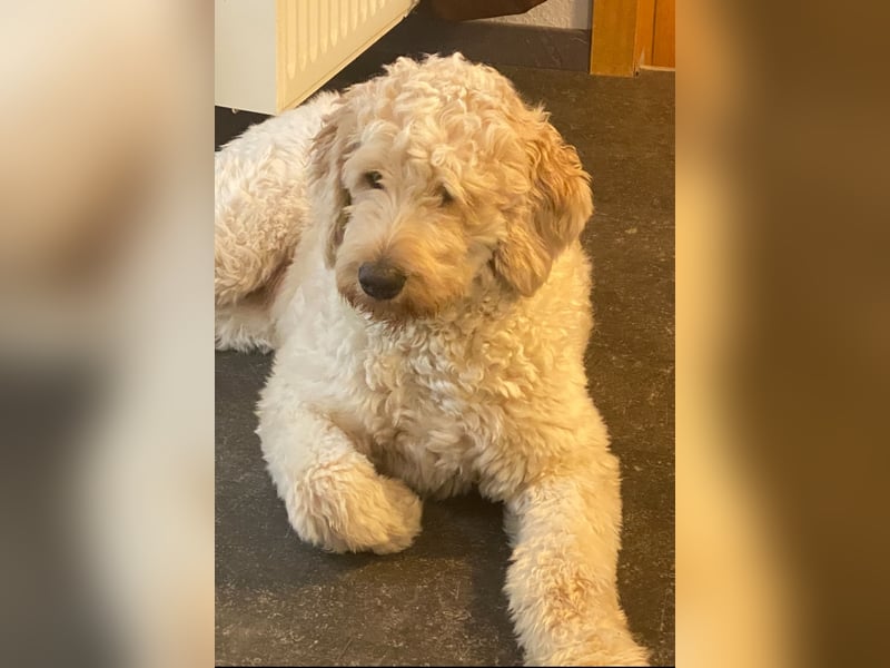 Labradoodl F1bb