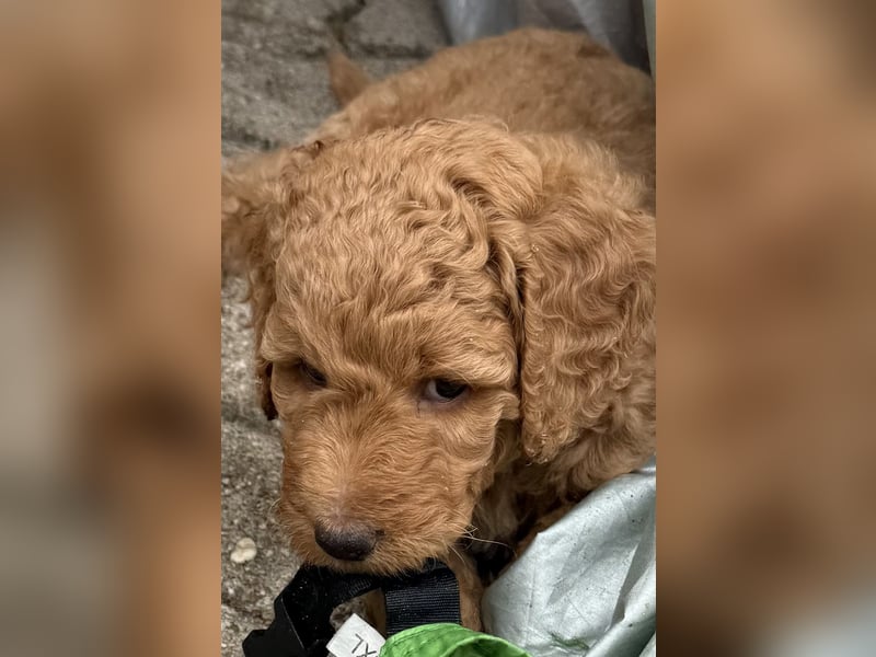 Labradoodl F1bb