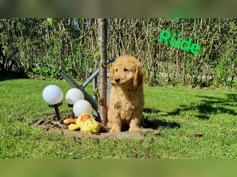 Labradoodle f1b medium Welpen ABGABEBEREIT