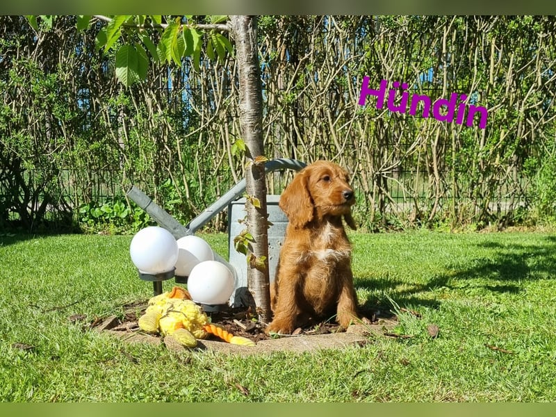 Labradoodle f1b medium Welpen ABGABEBEREIT