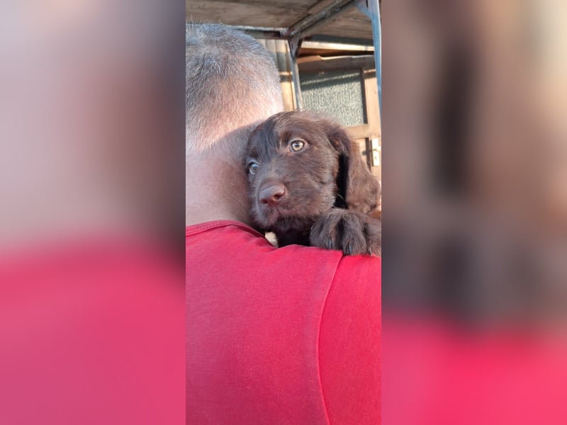 Labradoodle Welpen