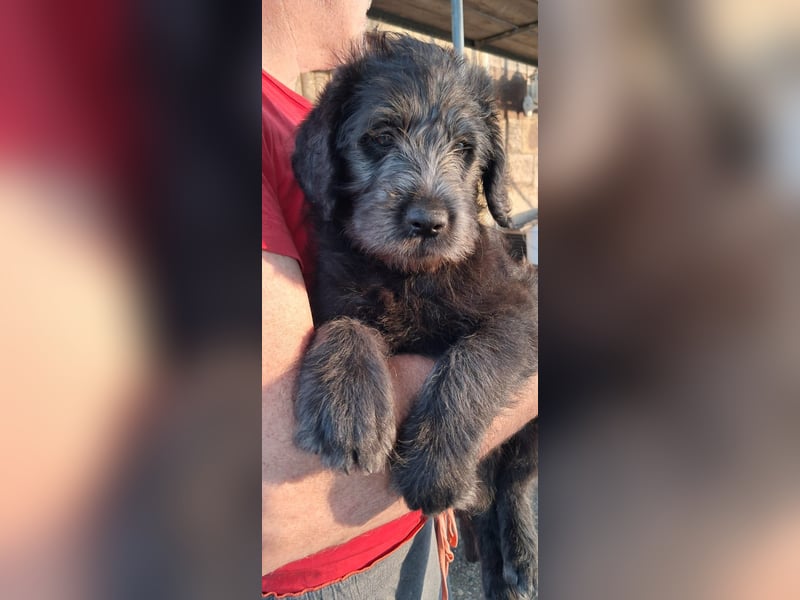Labradoodle Welpen