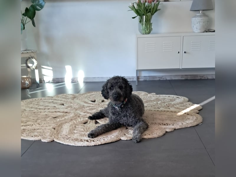 Labradoodle Welpen