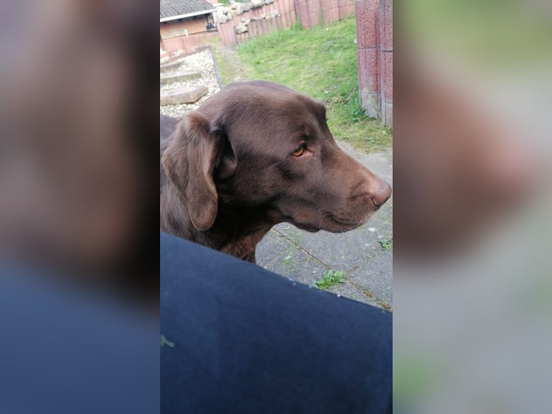 Labradoodle Welpen