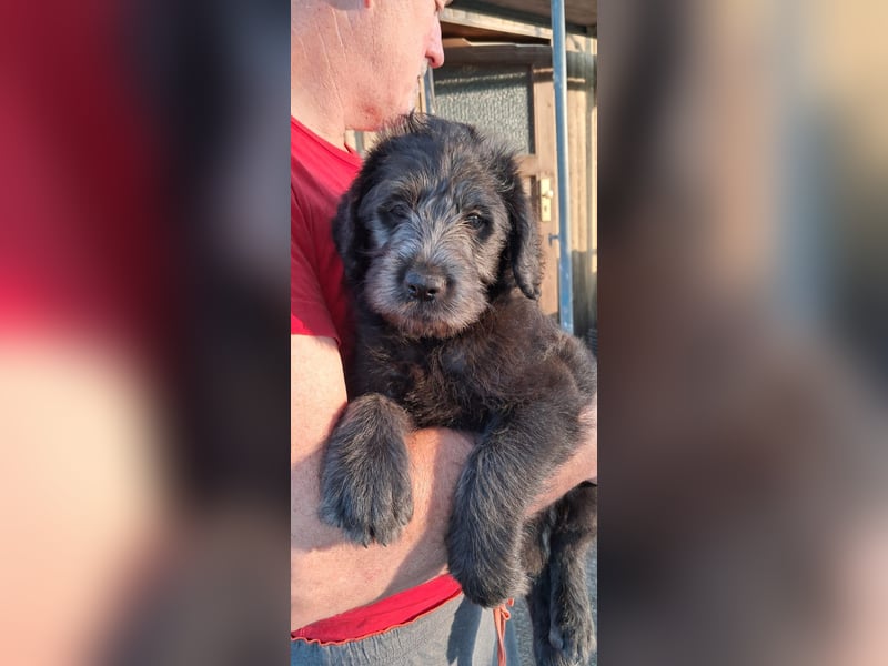 Labradoodle Welpen
