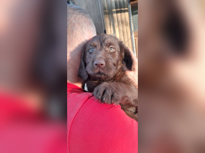 Labradoodle Welpen