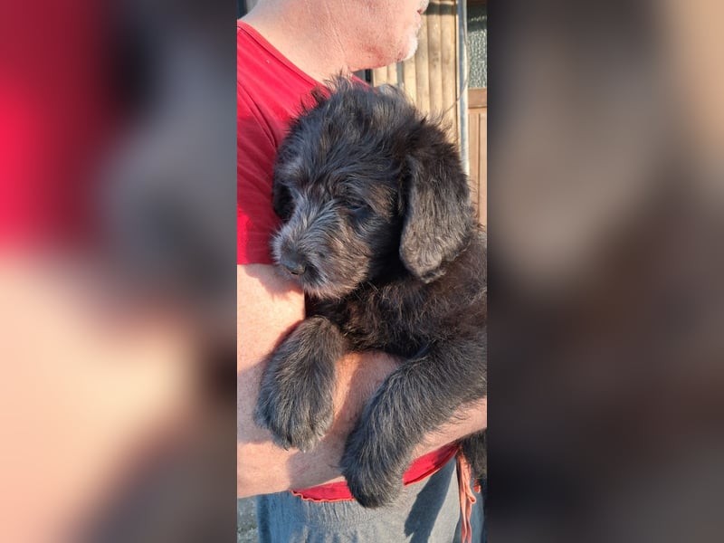 Labradoodle Welpen