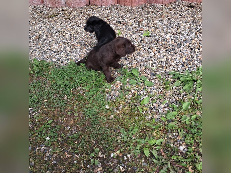Labradoodle Welpen