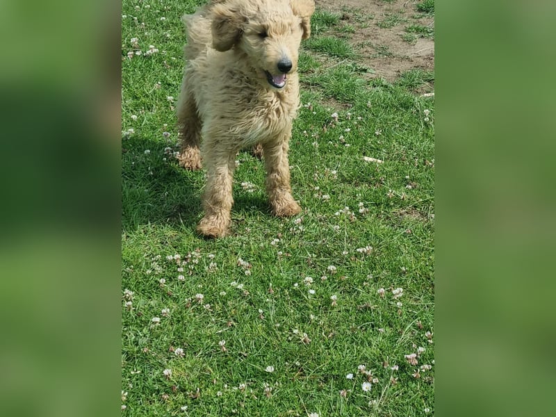 Labradoodle Hündin