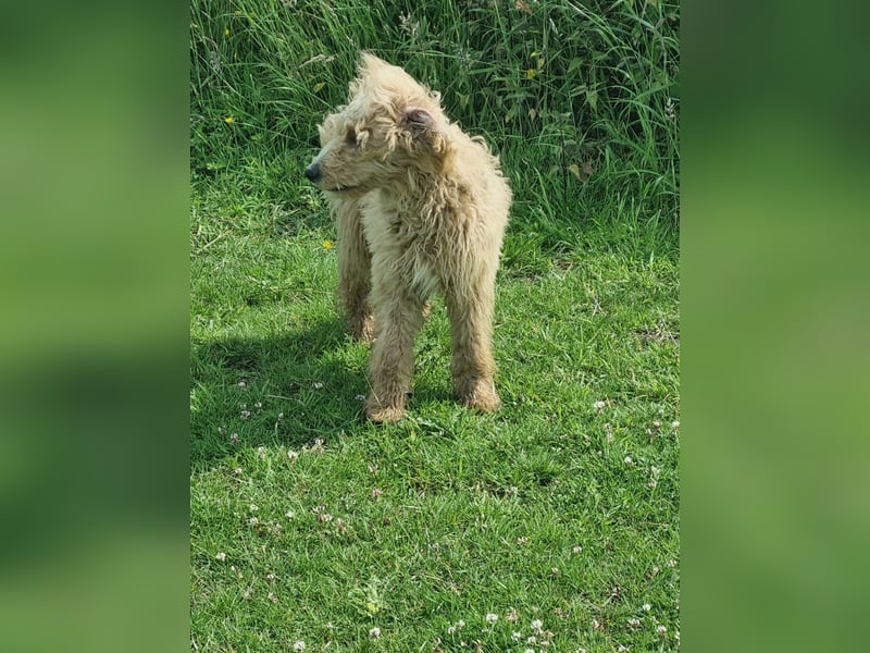 Labradoodle Hündin