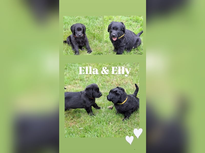 Labrador x Pudel = Labradoodlewelpen - ab Ende Mai